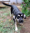 Sparky