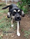 Sparky