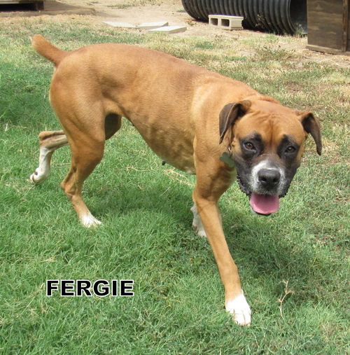 Fergie (Ritzy)