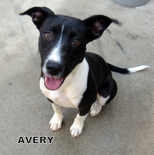 Avery