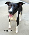 Avery