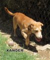 Xander (Puppy)