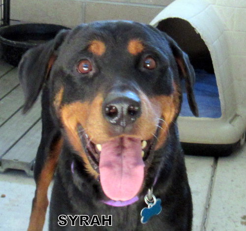Syrah