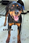 Syrah