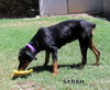 Syrah