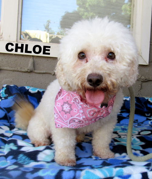 Chloe (Ritzy)