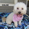 Chloe (Ritzy)