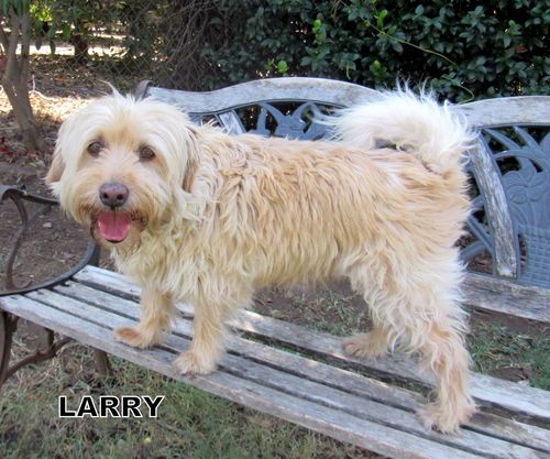 Larry (GrandPaws)