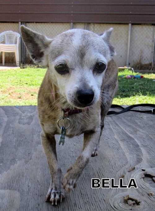 Bella (GrandPaws)