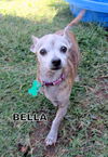 Bella (GrandPaws)