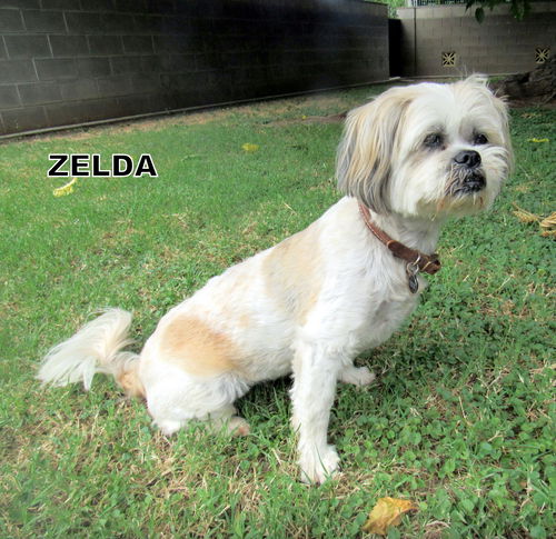 Zelda