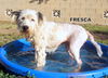 Fresca (GrandPaws)