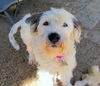 Fresca (GrandPaws)