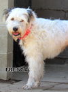 Fresca (GrandPaws)