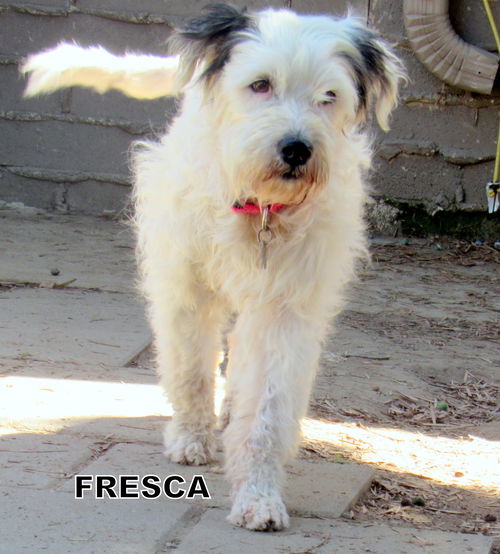 Fresca (GrandPaws)