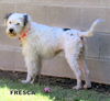 Fresca (GrandPaws)
