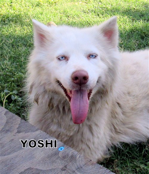 Yoshi (Ritzy)