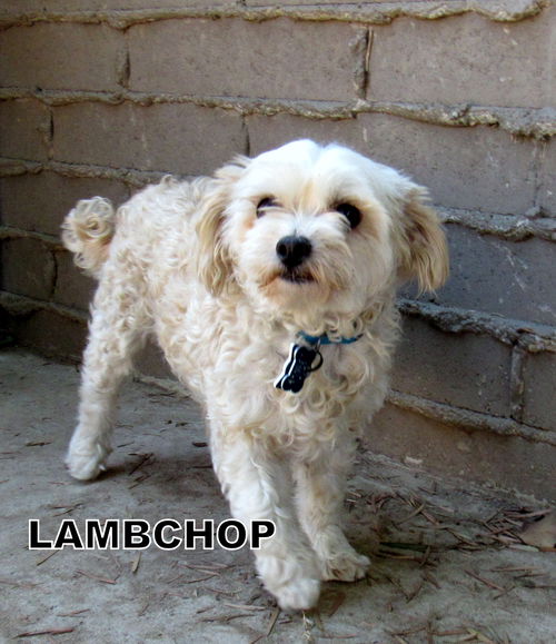 Lamb Chop (Ritzy)