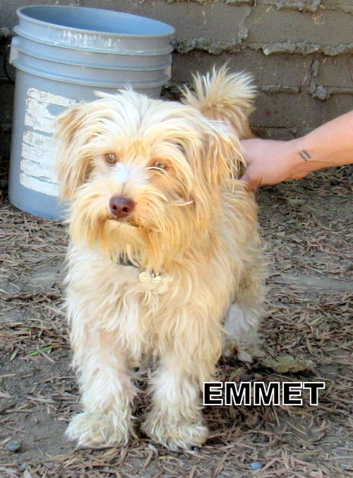 Emmet (Ritzy)