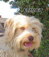 Emmet (Ritzy)