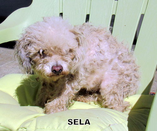 Sela (Ritzy)