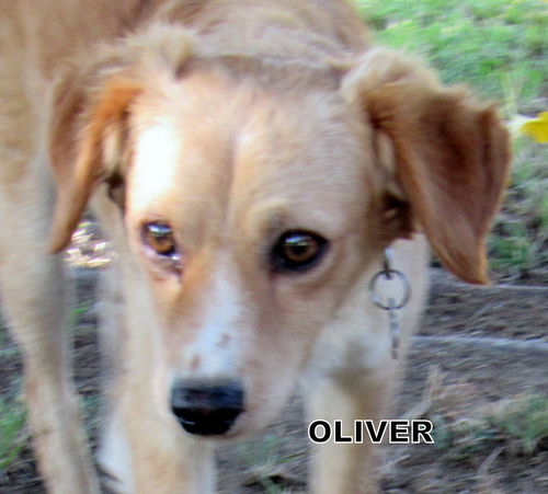 Oliver