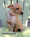 Marigold