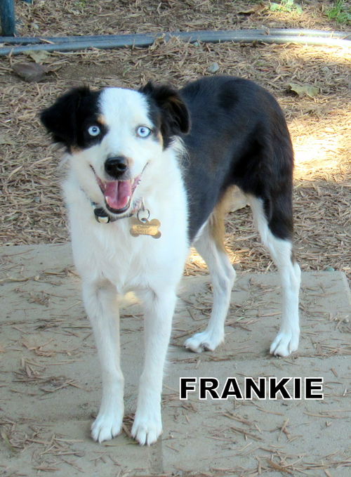 Frankie (Ritzy)