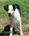 Frankie (Ritzy)