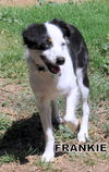 Frankie (Ritzy)