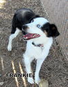 Frankie (Ritzy)