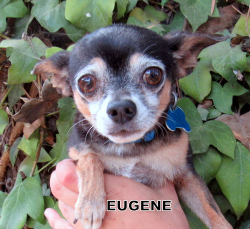 Eugene (GrandPaws)