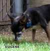 Eugene (GrandPaws)