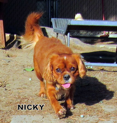 Nicky (Ritzy)