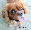 Nicky (Ritzy)