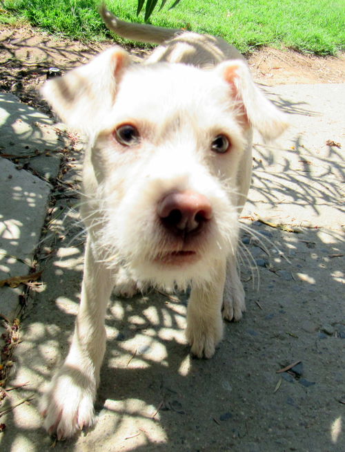Astrid (Puppy)