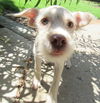 Astrid (Puppy)