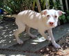 Astrid (Puppy)