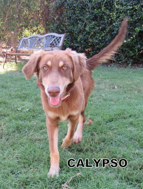 Calypso