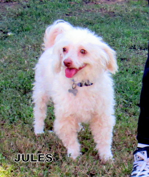 Jules (Ritzy)