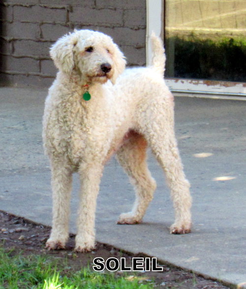 Soleil (Ritzy)