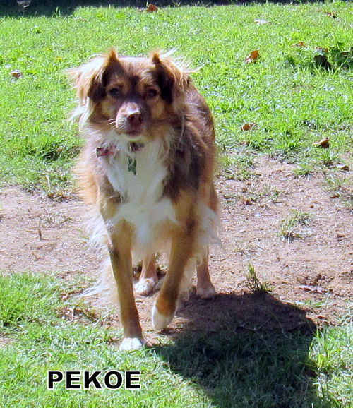 Pekoe