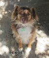 Pekoe