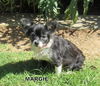 Margie (GrandPaws)