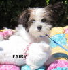 Farley (Puppy)