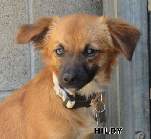 Hildy