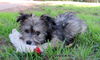 Mookie (PUPPY)