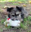 Mookie (PUPPY)
