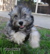 Mookie (PUPPY)