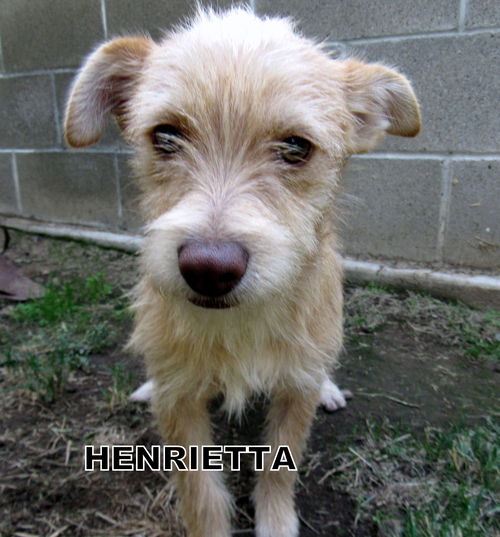 Henrietta (Puppy)